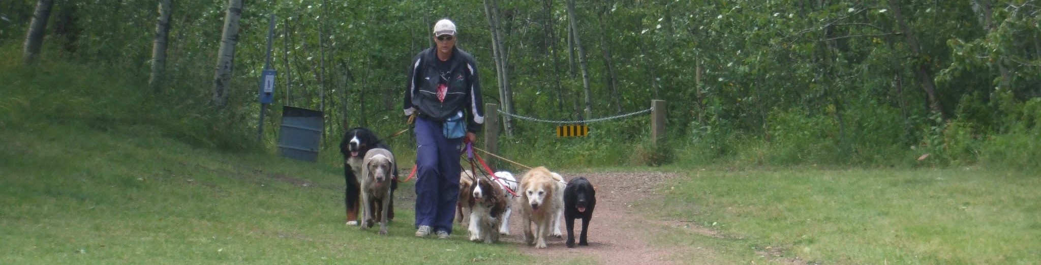 Structured dog walking pack in the Edmonton River Valley