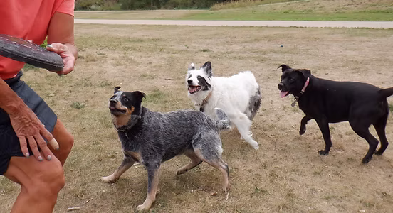 Socialization & Training
